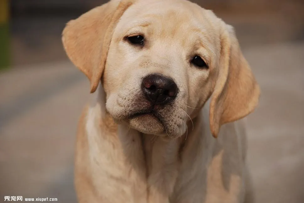 避免拉布拉多犬患病和發(fā)生事故的飼養(yǎng)方法