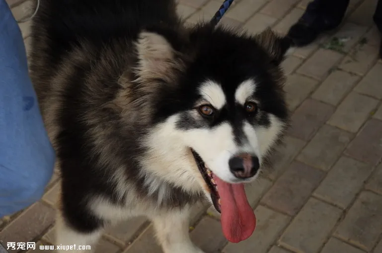 如何挑選標準的阿拉斯加雪橇犬