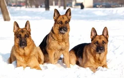 如何給德國牧羊犬注冊疫苗？