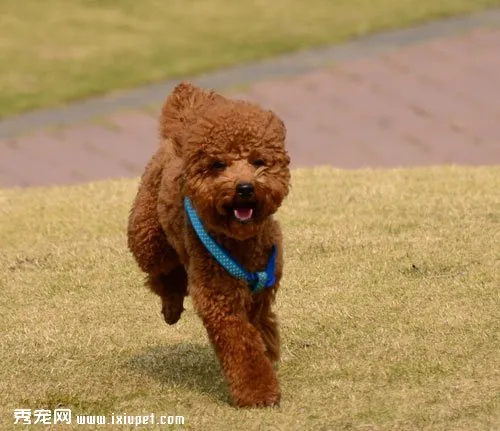 如何提防狗狗被狗流感傳染