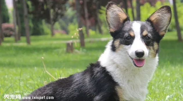 柯基犬圖片欣賞