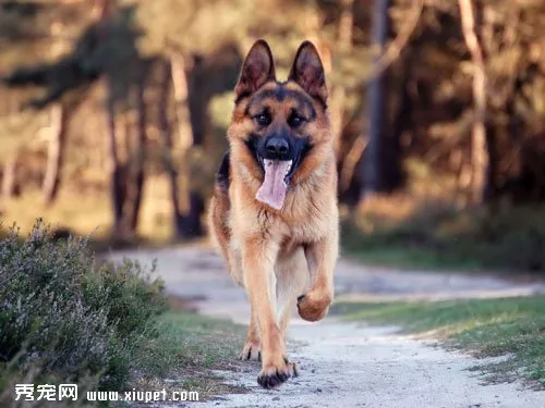 【德國牧羊犬價格】德國牧羊犬各地的價格