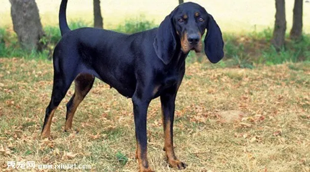 黑褐色獵浣熊犬特征