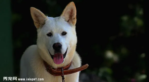 韓國金刀犬價格