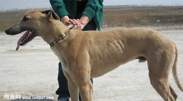 格力犬圖片欣賞5