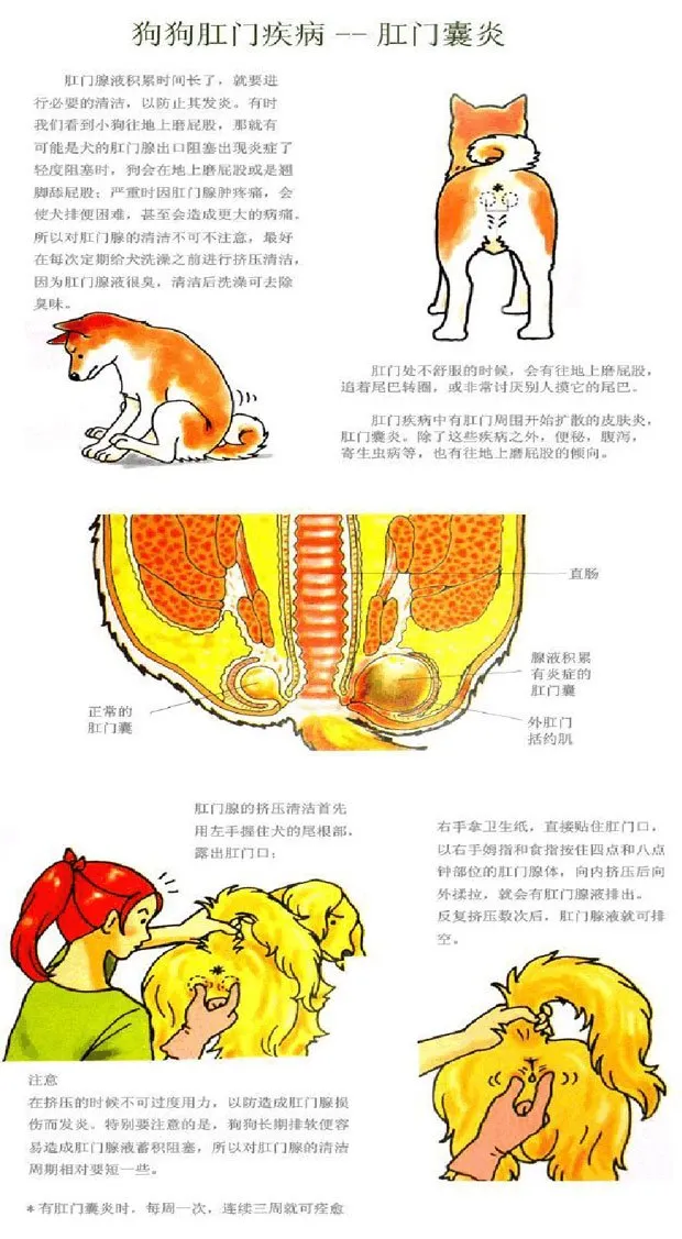 圖解給狗狗量體重、量體溫、擠肛門腺和喂藥的方法