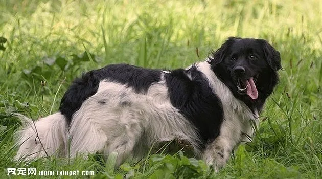 斯塔比荷獵犬訓練