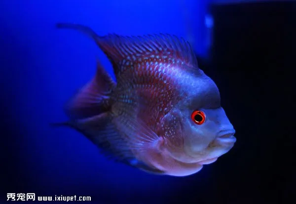 羅漢魚的飼養辦法及飼養注意事項