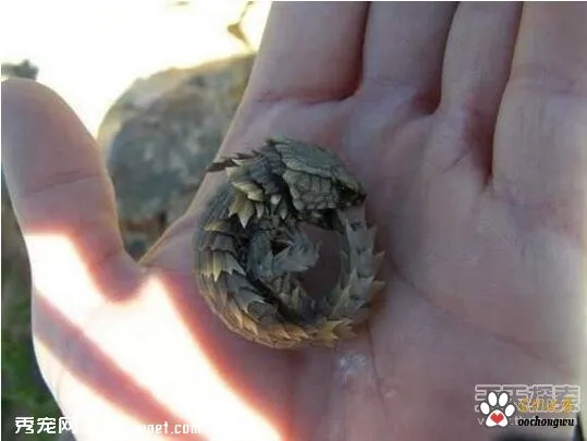 男子發現神秘生物：查明后驚呆了