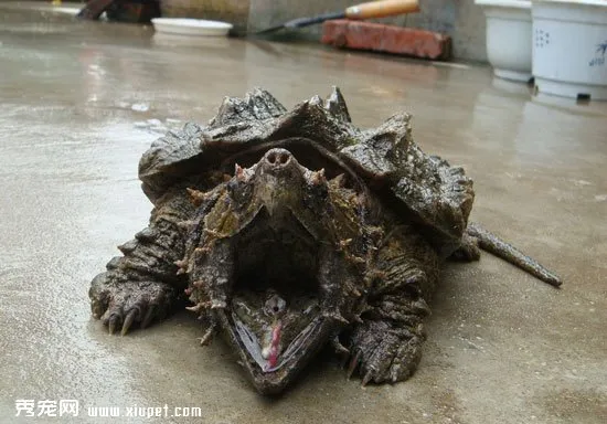 【鱷龜怎么養】真鱷龜的飼養方法