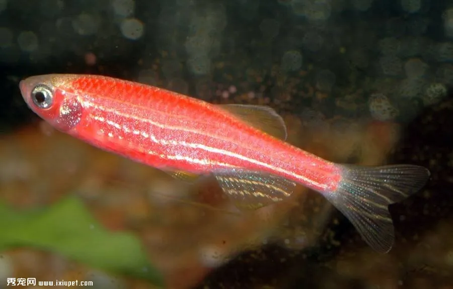 紅蓮燈魚飼養全方位教戰守則