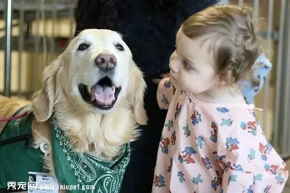 多大的狗算老年犬？有哪些生理跡象？