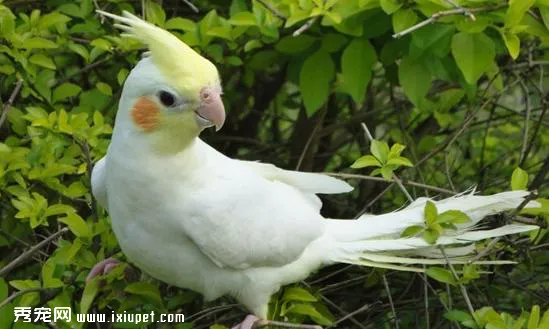 玄鳳鸚鵡的介紹以及飼養辦法