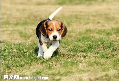 比格犬有什么顏色？挑選比格犬有妙招！