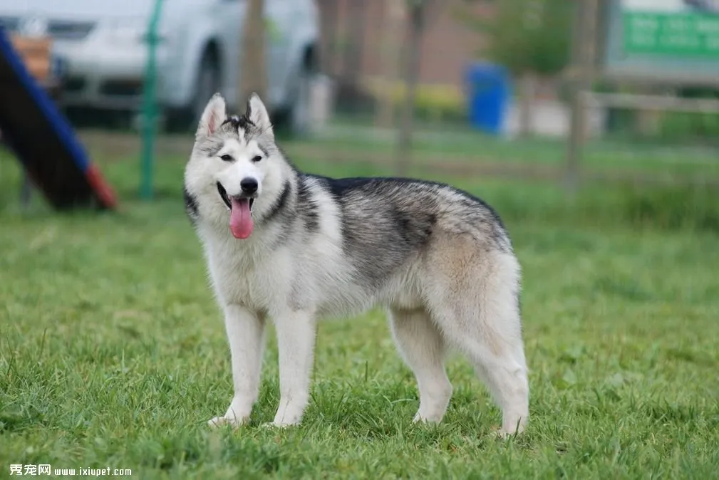 西伯利亞雪橇犬品種介紹