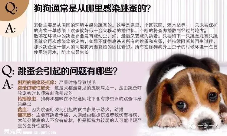 養狗誤區：狗狗如果不出門就可以不用驅蟲