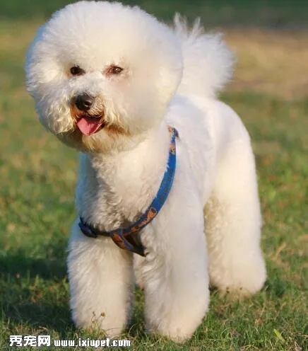 比熊犬感冒了怎么辦