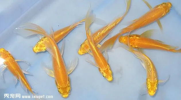 山吹黃金錦鯉魚5