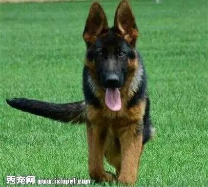 怎么分辨純種德國牧羊犬？挑選時要注意什么事項？