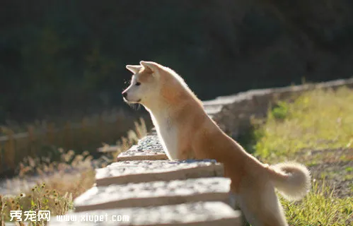 初養者選購秋田犬須知