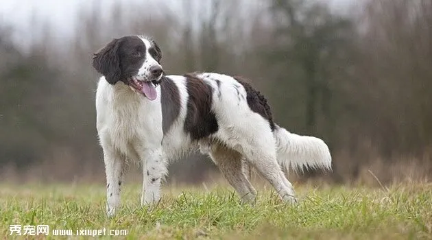 荷蘭獵鳥犬訓練