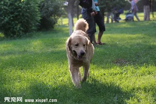 金毛犬第一次進(jìn)家怎么辦？