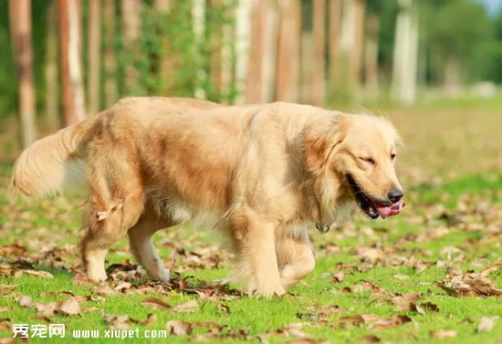 如何訓練好金毛犬？金毛犬訓練的10個方法技巧