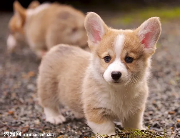 柯基犬