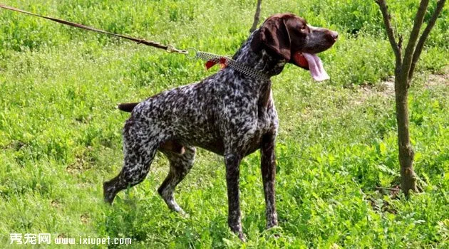 德國短毛指示獵犬飼養