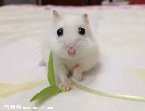 布丁倉鼠的飼養方法