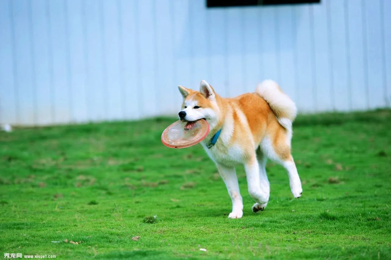 怎樣訓練秋田犬坐下別動的方法