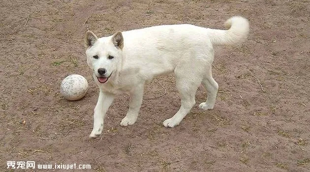 韓國金刀犬圖片