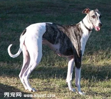 【格力犬】靈緹犬該如何訓練