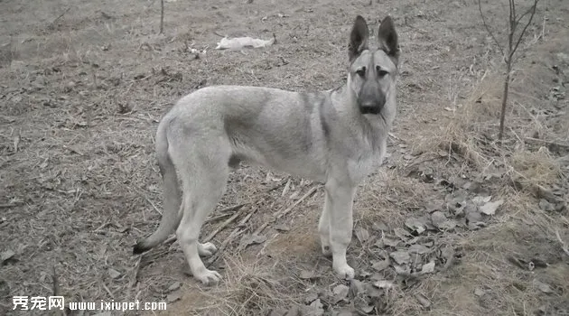 狼青犬圖片欣賞