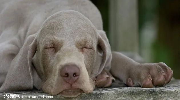 威瑪獵犬圖片