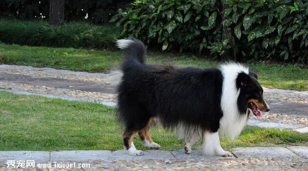 喜樂蒂牧羊犬價格