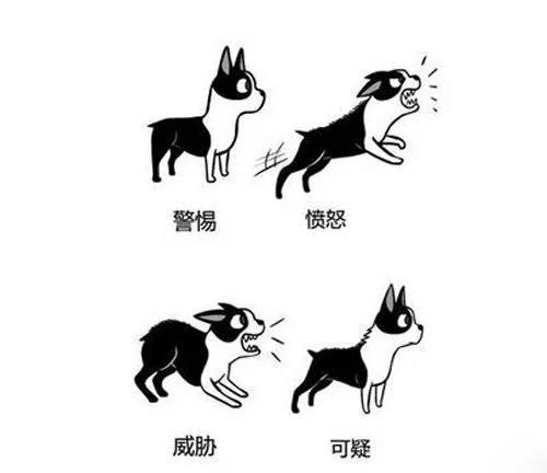 狗狗肢體語(yǔ)言的表達(dá)意思