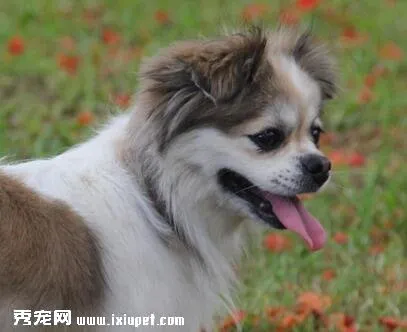 蝴蝶犬嘔吐怎么辦