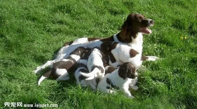 荷蘭獵鳥犬智商