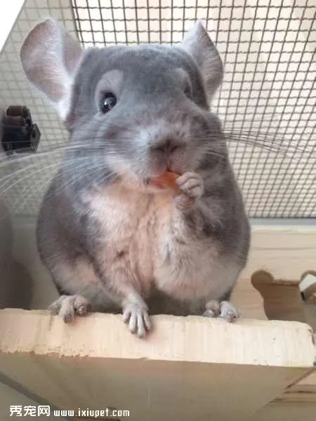 龍貓夏天飼養注意事項