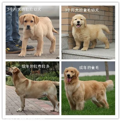 選購時如何區分金毛犬和拉布拉多犬