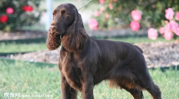 田野小獵犬圖片