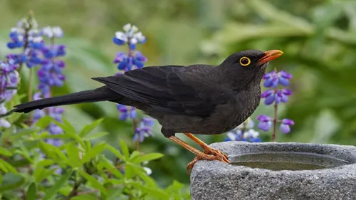 畫眉鳥飼養(yǎng)常識(shí)以及挑選技巧