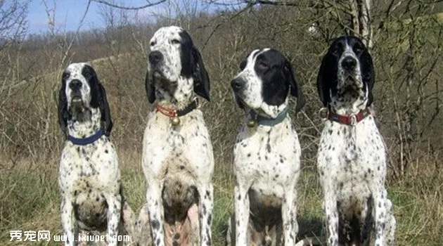 德國短毛指示獵犬價格