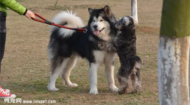 阿拉斯加雪橇犬圖片欣賞7