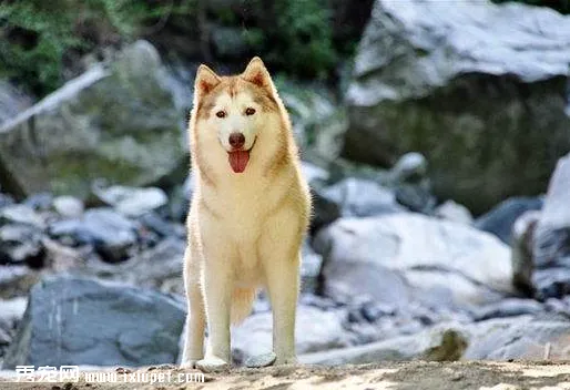 購買純種金毛犬須知的三點注意事項