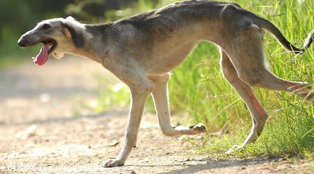 細犬訓練方法