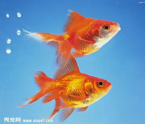 怎樣才能挑選到健康的金魚？