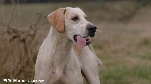 獵狐犬欣賞3