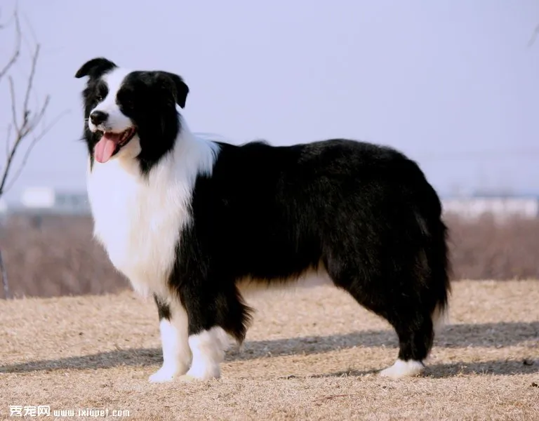 邊境牧羊犬的智商是最高的嗎？